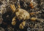 Scorpion Spider Crab