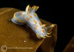 Polycera quadrilineata.