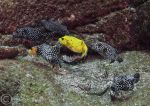 White-Spotted Puffers