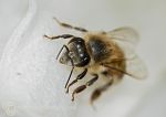 Bee on lily petal