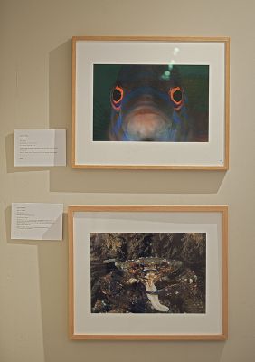 BWPA exhibition - velvet-swimming crab