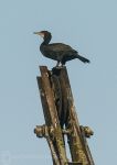 Cormorant