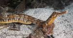 Greater pipefish