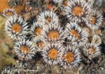 sagartia anemones