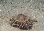 Burrowing anemone