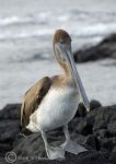 pelican