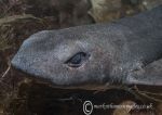 Lesser-spotted catshark