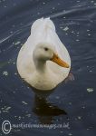 White duck