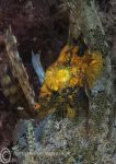 Injured Scorpionfish