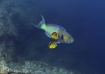 Parrotfish & Butterflyfish