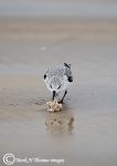 Sanderling