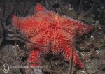 Red cushion star