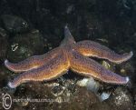 Common starfish