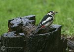 Greater Spotted Woodpecker