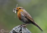 Robin - feeding young