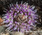 Dahlia anemone