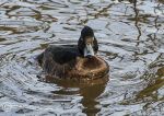 Tufted duck - female