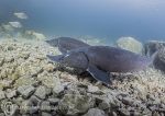 Sturgeon pair