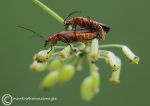 Soldier beetles