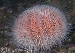 common urchin