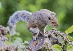 Grey squirrel