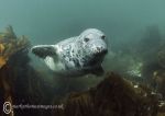 Grey seal pup