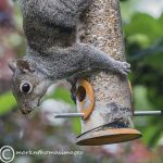 Grey squirrel