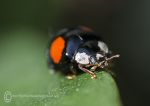 Harlequin ladybird - alternative version