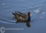 Moorhen