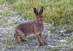 Irish Hare