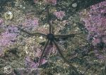 Brittlestar