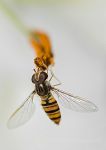 Hoverfly on lily anther 1