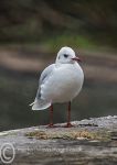 Black-headed Gull