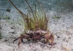 Shore crab - camouflaged