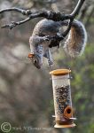 Grey Squirrel