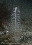 Slender sea pen