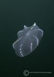 Comb jelly