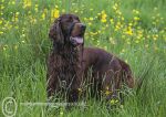 Finbar & flowers 3