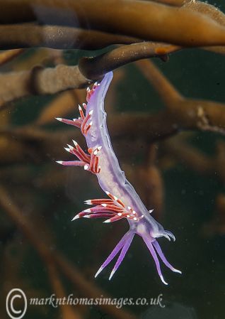 Flabellina spp.