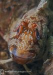 Tompot blenny