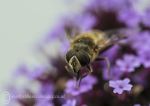 Hover fly on lavender