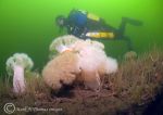 Diver & plumose