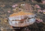 Queen scallop