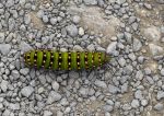 Emperor moth caterpillar