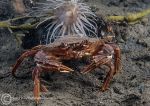 Harbour crab
