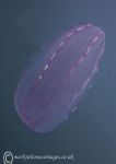 Comb jelly