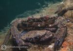 Velvet swimming crabs