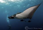 Giant Manta