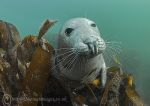 Grey seal pup - Farnes