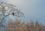 Frosted trees & crow